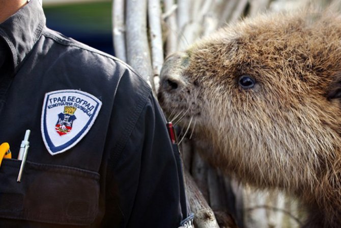 Dabar , Komunalna policija