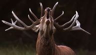Rika jelena: Najjači ljubavni zov u prirodi