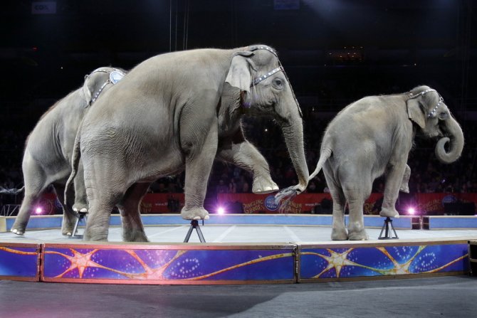 Cirkus Ringling Bros 