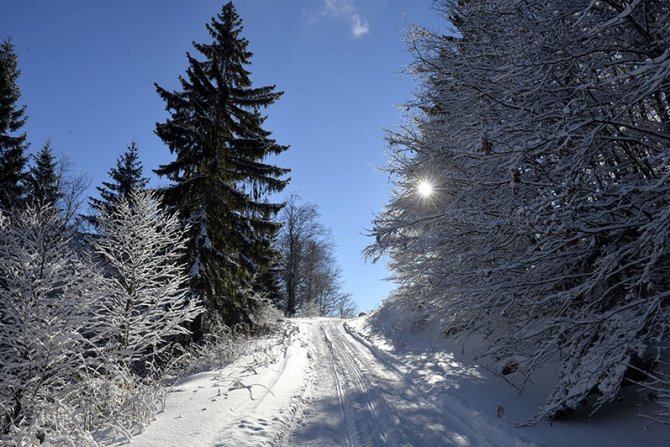 Tara, Mokra Gora