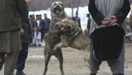 Brutalne lavovske borbe pasa u Avganistanu (FOTO)