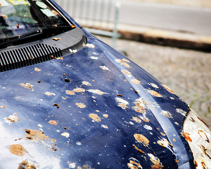 Ovo je najsrećniji vlasnik automobila u Srbiji: "Gospodinu se predlaže da uplati loto"