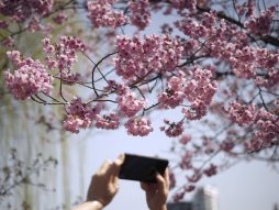 Festival japanske trešnje