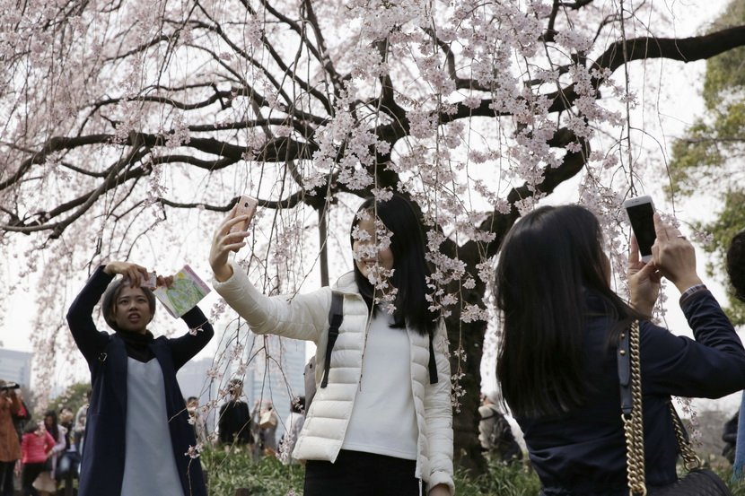 Festival japanske trešnje