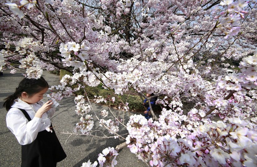 Festival japanske trešnje