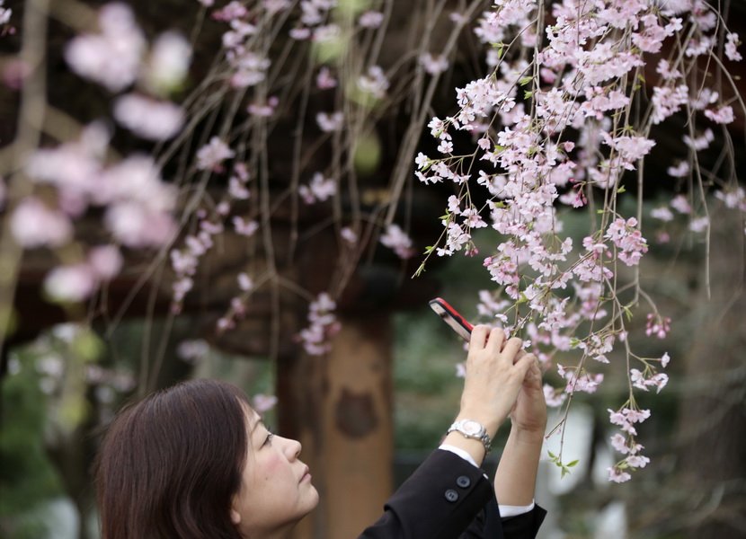Festival japanske trešnje