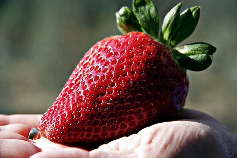 Branje jagoda, jagode, voće, sezonsko, plastenik, uzgoj, strawberries 