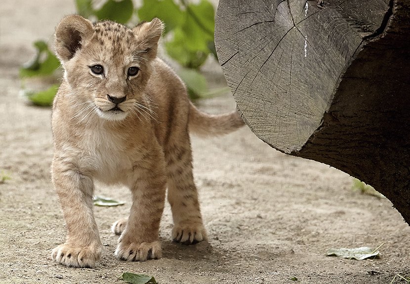 Lavići u nemačkom zoo vrtu Lavići u nemačkom zoo vrtu