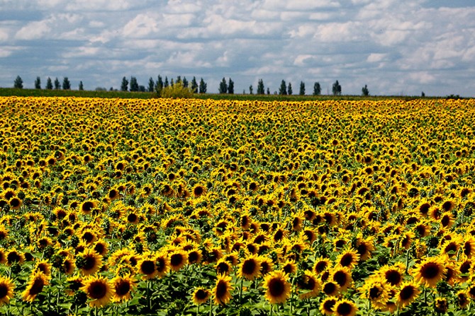 Polje suncokreta u Vojvodini