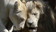 Muškarca ubili lavovi dok ih je vodio u šetnju: Sve je to gledala njegova žena