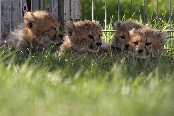 Mladunci geparda sa majkom Savanom u zoo vrtu u Pragu