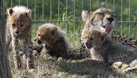 Ljubav između majke i dece je neopisiva: Fotografije ovih geparda će vas u to uveriti