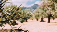 Ugroženi maslinjaci u Španiji zbog ekstremnih suša: Prinos opao za trećinu, preti nam rast cena ulja