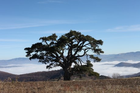 Kamena gora, sveti bor