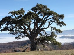 Kamena gora, sveti bor