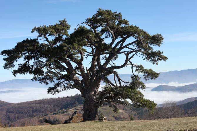 Kamena gora, sveti bor