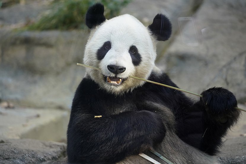 Panda Ksiang Ksiang