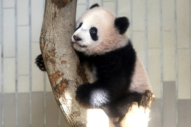 Panda Ksiang Ksiang