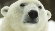 Ubijeno je 50.000 polarnih medveda: Opstanak vrste je ugrožen, hitno zabraniti lov
