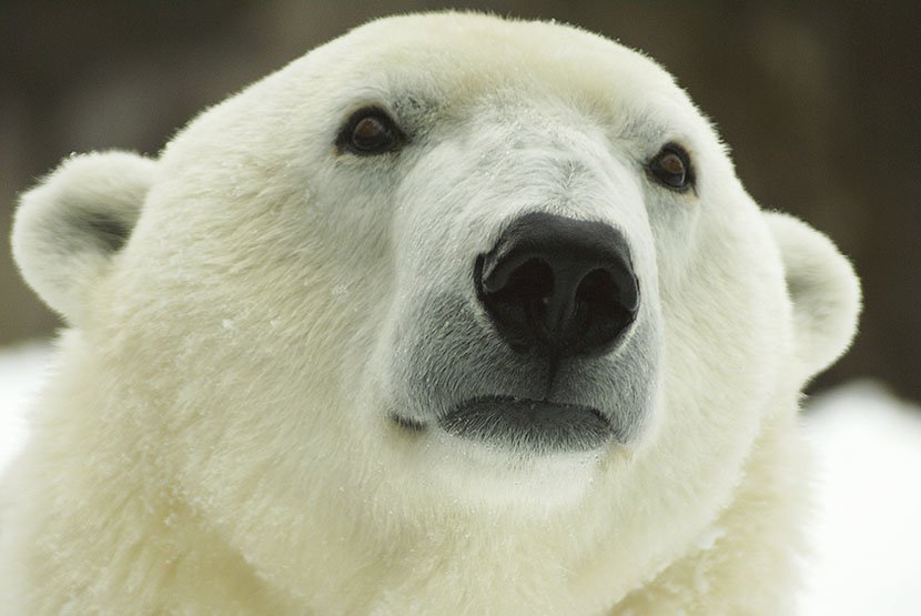 Polarni medvedi u zoo vrtovima sirom sveta