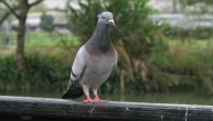Mladić namamio hlebom golubove, pa ih raskomadao: Jeziv prizor na Karaburmi, stanari mole za spas ptica