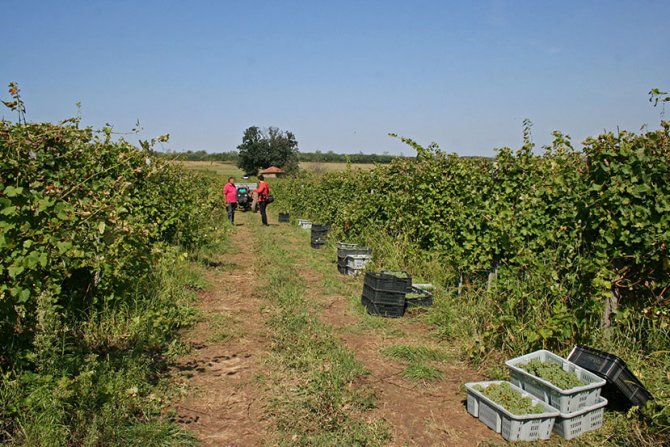 Kragujevac, vinograd, vino, vinarija, sljivovica, rakija