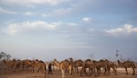 Policija spasila muškarca, psa i pet kamila: Akcija trajala četiri sata