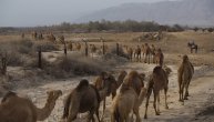 Kina uvela semafore za kamile