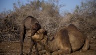 U Australiji 10.000 kamila pred odstrelom: Upadaju u naselja u očajničkoj potrazi za vodom