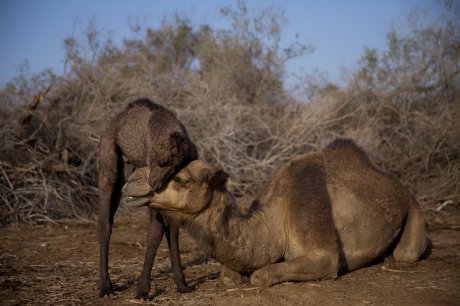 Palestinski pastiri vode svoje kamile na teritoriji izraelskog Kibuca Kalia, blizu Mrtvog mora na Zapadnoj obali.