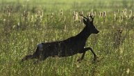 Ovde je bilo najlepše jutro u Srbiji: Prelepe slike srndaća i zečeva koji trče, fazana dok lete ka narandžastom suncu