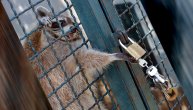 Uhvatili smo malog bandita na delu: Rakunica Živka pokušala da otključa kavez lopovskim prstićima u zoo vrtu i da pobegne (FOTO)