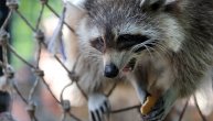Ilegalni "imigrant" u Nemačkoj dobio trajno boravište: Rakun upao u Zoo vrt, ali čuvari ne smeju da ga izbace