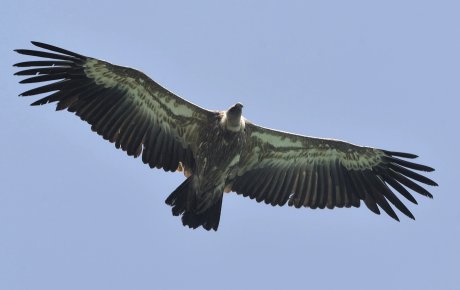 Specijalni rezervat prirode Uvac nalazi se na jugozapadu Srbije, zahvata površinu od 7. 453 hektara i obuhvata delove teritorija Nova Varoš i Sjenica.