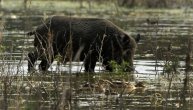 Raste broj žarišta afričke svinjske groznice blizu naše granice