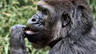 Ova gorila ima najtoplije oči, ali njeni mišići su oličenje najveće sile: Sa njom nema šale