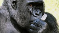I njih zatvorili: Gorile i oranguntane stavili u karantin, da ih ljudi ne bi zarazili koronavirusom