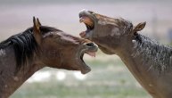 Pastuv Moro je gospodar Stolova: Na ponosnom lepotanu vidljivi su tragovi nebrojenih dvoboja (VIDEO)