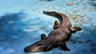 Nečija čukunbaka mogla je da se divi ovoj zveri u Zoo vrtu: Aligator Muja već 85 godina živi u Beogradu