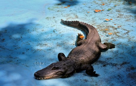 Aligator Muja Aligator Muja