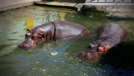 Dva nilska konja u Zoo vrtu u Belgiji pozitivna na koronu: Za sada im jedino curi iz nosa