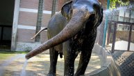 Uginula slonica Tvigi u Beo zoo-vrtu: Imala je 58 godina