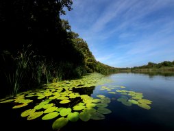 Bajski kanal je kanal koji se nalazi u mađarskom i vojvođanskom delu Bačke.