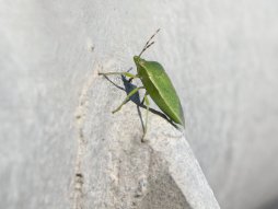 Smrdibuba, smrdibube