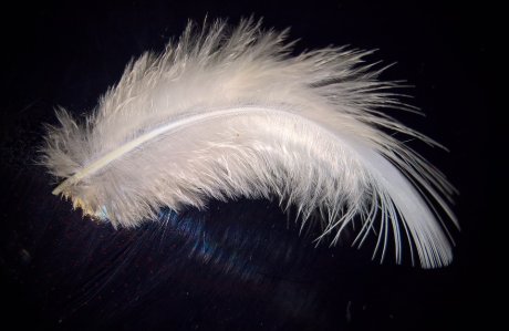 golubovi, ptica, dete, peruška, perje golubovi, ptica, dete, peruška, perje