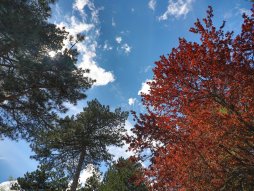 Srbija, Planina Tara