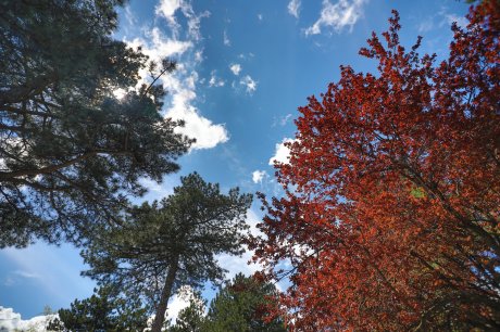 Srbija, Planina Tara
