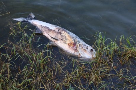 Mrtva riba