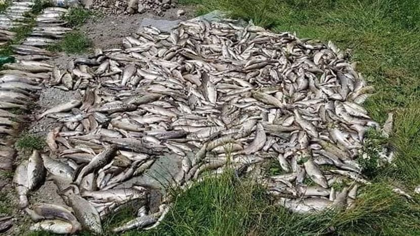 Pomor ribe u Crnoj Gori