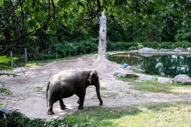 Slonica, Zoo vrt, Bronks